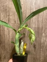 In Spike Cycnoches Baker's Paradise 'Brown Sugar' × Cyc. barthiorum 'Jungle Mist Freckles' AM/AOS (2” pot) - Image 2
