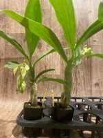 In Spike Cycnoches Baker's Paradise 'Brown Sugar' × Cyc. barthiorum 'Jungle Mist Freckles' AM/AOS (2” pot) - Image 7