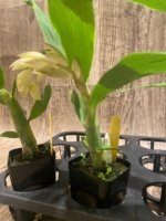 In Spike Cycnoches Jean E. Monnier 'Dark Spots × Cyc. barthlorum 'Jungle Mist Freckles' AM/AOS (2” pot) - Image 3