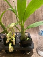 In Spike Cycnoches Jean E. Monnier 'Dark Spots × Cyc. barthlorum 'Jungle Mist Freckles' AM/AOS (2” pot) - Image 5