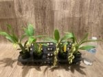 In Spike Cycnoches Jean E. Monnier 'Dark Spots × Cyc. barthlorum 'Jungle Mist Freckles' AM/AOS (2” pot) - Image 9