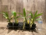 In Spike Cycnoches Jean E. Monnier 'Dark Spots × Cyc. barthlorum 'Jungle Mist Freckles' AM/AOS (2” pot) - Image 8