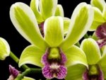 Dendrobium Burana Jade Variegated (3.5” pot)