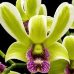 Dendrobium Burana Jade Variegated (3.5” pot)