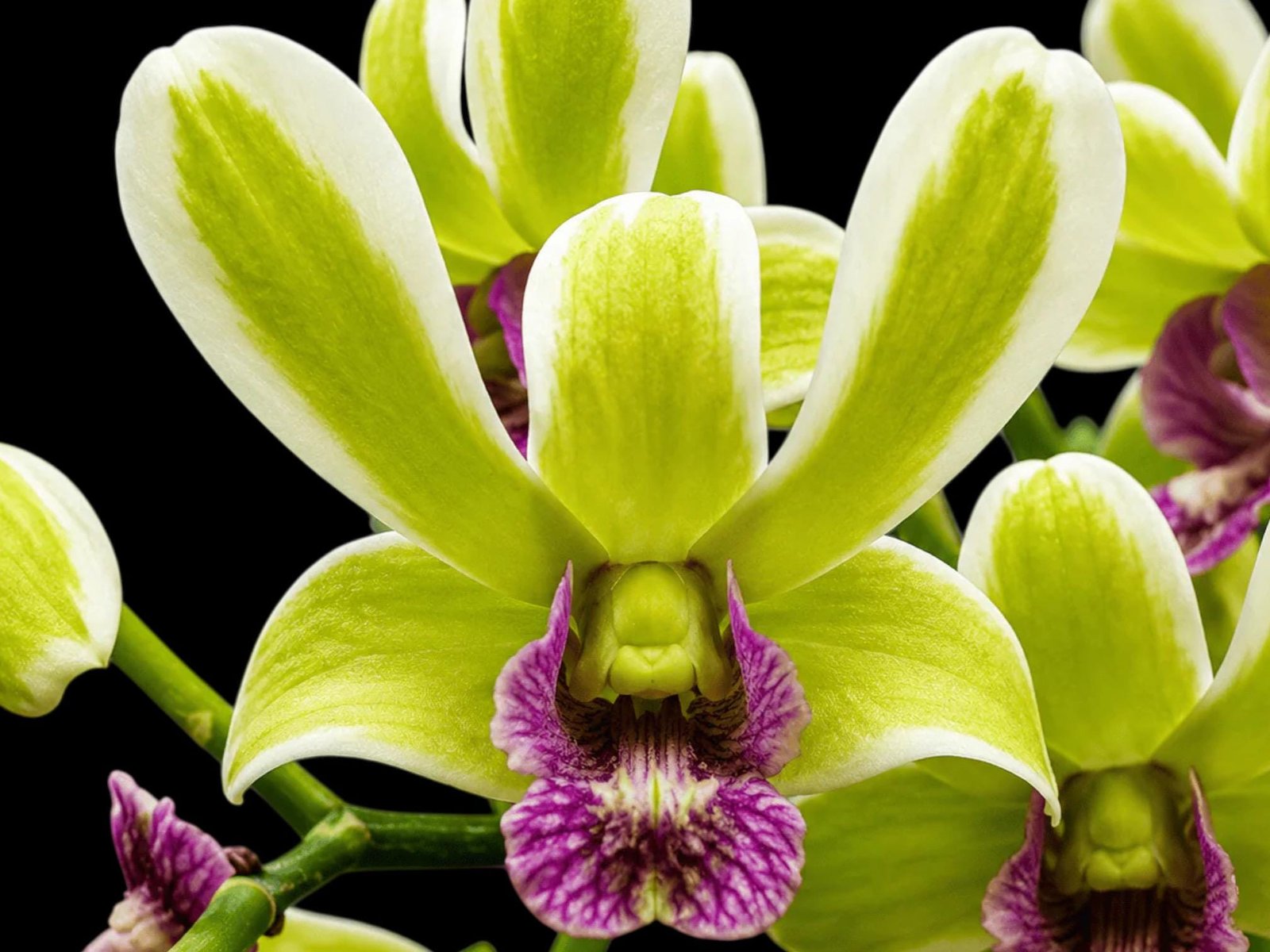 il_fullxfull.8314264841_je1s.jpg Dendrobium Burana Jade Variegated (3.5” pot) - Image 1