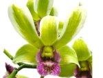 Dendrobium Burana Jade Variegated (3.5” pot) - Image 2
