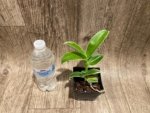 Dendrobium Burana Jade Variegated (3.5” pot) - Image 5