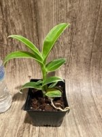 Dendrobium Burana Jade Variegated (3.5” pot) - Image 3
