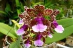 Fragrant Oncidium lanceanum (Trichocentrum lanceanum) (3.5” pot) - Image 2