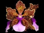 Fragrant Oncidium lanceanum (Trichocentrum lanceanum) (3.5” pot)