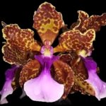 Fragrant Oncidium lanceanum (Trichocentrum lanceanum) (3.5” pot)
