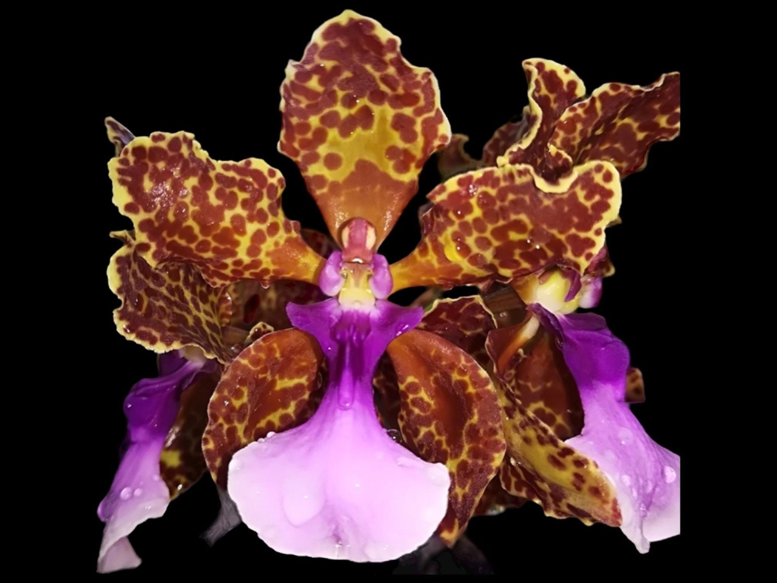 il_fullxfull.8314294345_6qvg.jpg Fragrant Oncidium lanceanum (Trichocentrum lanceanum) (3.5” pot) - Image 1