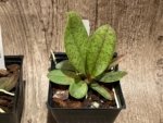 Fragrant Oncidium lanceanum (Trichocentrum lanceanum) (3.5” pot) - Image 3