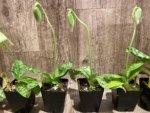 In Spike Paphiopedilum Maudiae Green (3.5” pot) - Image 6