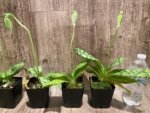 In Spike Paphiopedilum Maudiae Green (3.5” pot) - Image 5