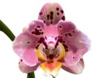 Double Spikes Phalaenopsis Dtps I-Hsin Fantastic World ‘Peloric’ (4.5" pot) - Image 2