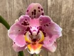 Double Spikes Phalaenopsis Dtps I-Hsin Fantastic World ‘Peloric’ (4.5" pot) - Image 3