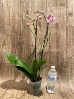 Double Spikes Phalaenopsis Dtps I-Hsin Fantastic World ‘Peloric’ (4.5" pot) - Image 6