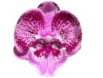 Double Spikes Phalaenopsis I-Hsin Pink Paradise (4.5" pot) - Image 2