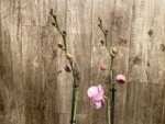 Double Spikes Phalaenopsis I-Hsin Pink Paradise (4.5" pot) - Image 5
