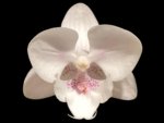 Double Spikes Phalaenopsis White Butterfly (3" pot)