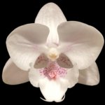 Double Spikes Phalaenopsis White Butterfly (3" pot)