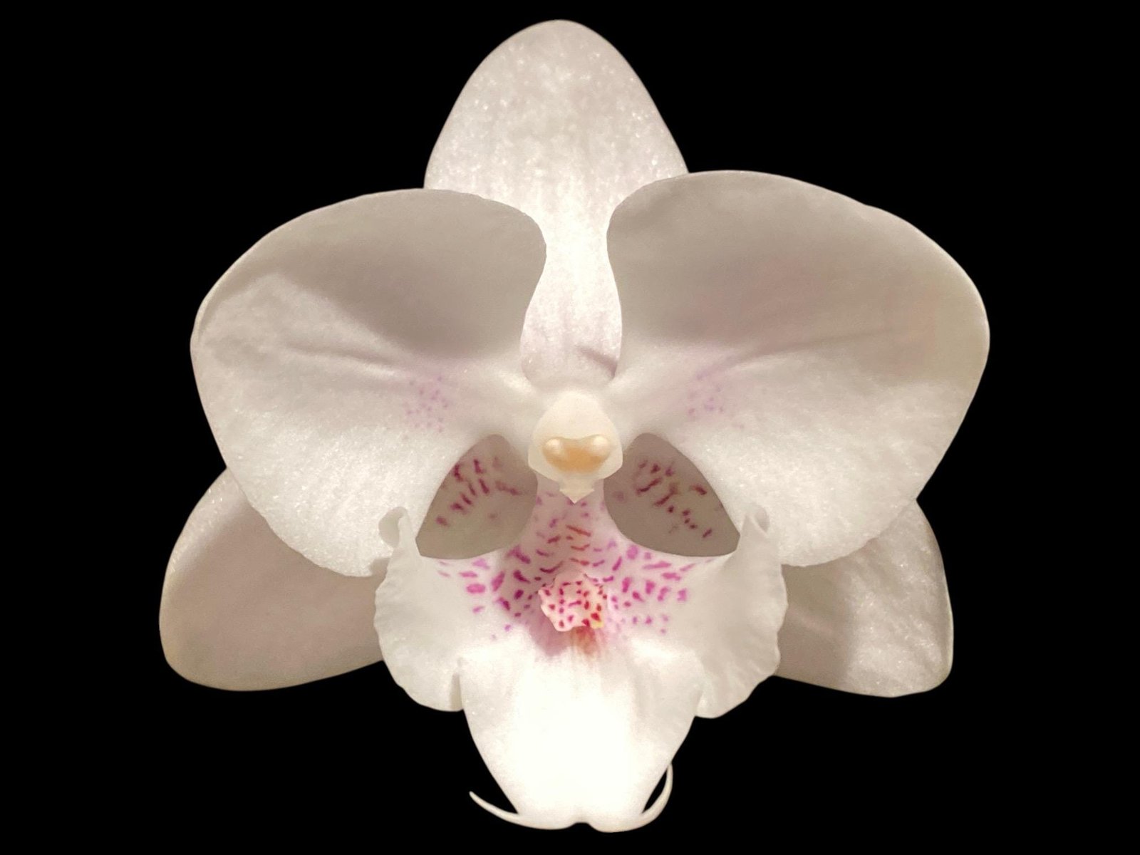 il_fullxfull.8320870357_rxlr.jpg Double Spikes Phalaenopsis White Butterfly (3" pot) - Image 1