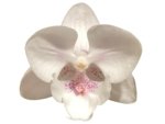 Double Spikes Phalaenopsis White Butterfly (3" pot) - Image 2