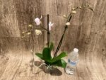 Double Spikes Phalaenopsis White Butterfly (3" pot) - Image 4