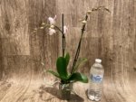 Double Spikes Phalaenopsis White Butterfly (3" pot) - Image 5