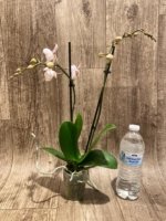Double Spikes Phalaenopsis White Butterfly (3" pot) - Image 6