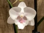 Double Spikes Phalaenopsis White Butterfly (3" pot) - Image 3