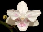 Double Spikes Phalaenopsis White Butterfly ‘Peloric’ (3" pot)