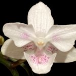 Double Spikes Phalaenopsis White Butterfly ‘Peloric’ (3" pot)
