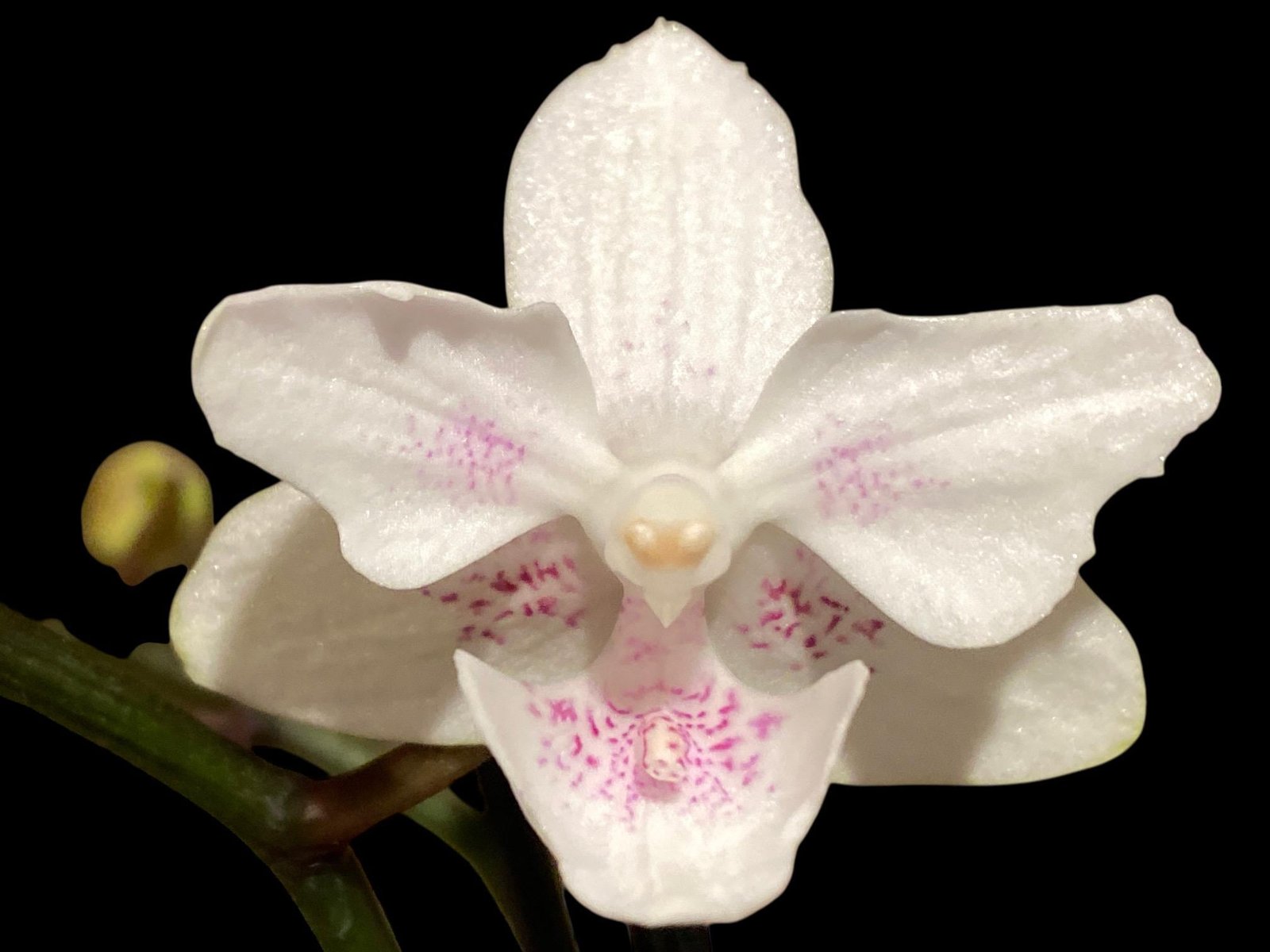 il_fullxfull.8320900011_4mcq.jpg Double Spikes Phalaenopsis White Butterfly ‘Peloric’ (3" pot) - Image 1