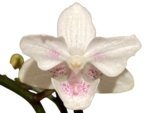Double Spikes Phalaenopsis White Butterfly ‘Peloric’ (3" pot) - Image 2