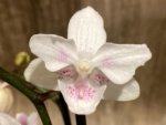 Double Spikes Phalaenopsis White Butterfly ‘Peloric’ (3" pot) - Image 3