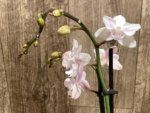 Double Spikes Phalaenopsis White Butterfly ‘Peloric’ (3" pot) - Image 4
