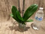 Double Spikes Phalaenopsis White Butterfly ‘Peloric’ (3" pot) - Image 9