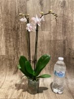 Double Spikes Phalaenopsis White Butterfly ‘Peloric’ (3" pot) - Image 8