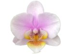 Double Spikes Phal. Nobby’s Pink Lady x Lucky Girl (3.5" pot) - Image 2
