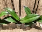 Double Spikes Phal. Nobby’s Pink Lady x Lucky Girl (3.5" pot) - Image 11