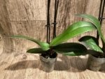 Double Spikes Phal. Nobby’s Pink Lady x Lucky Girl (3.5" pot) - Image 9