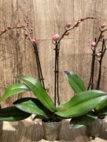 Double Spikes Phal. Nobby’s Pink Lady x Lucky Girl (3.5" pot) - Image 7