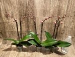 Double Spikes Phal. Nobby’s Pink Lady x Lucky Girl (3.5" pot) - Image 5