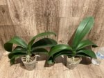 Phalaenopsis Dolce Golden Beauty “LX149” (4.5" pot) - Image 5