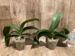 Phalaenopsis Dolce Golden Beauty “LX149” (4.5" pot) - Image 6