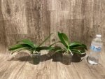 Phalaenopsis Shulong TWM-O1825 (3” Pot) - Image 8