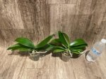 Phalaenopsis Shulong TWM-O1825 (3” Pot) - Image 7