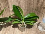 Phalaenopsis Shulong TWM-O1825 (3” Pot) - Image 5